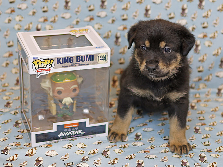 chinook puppy